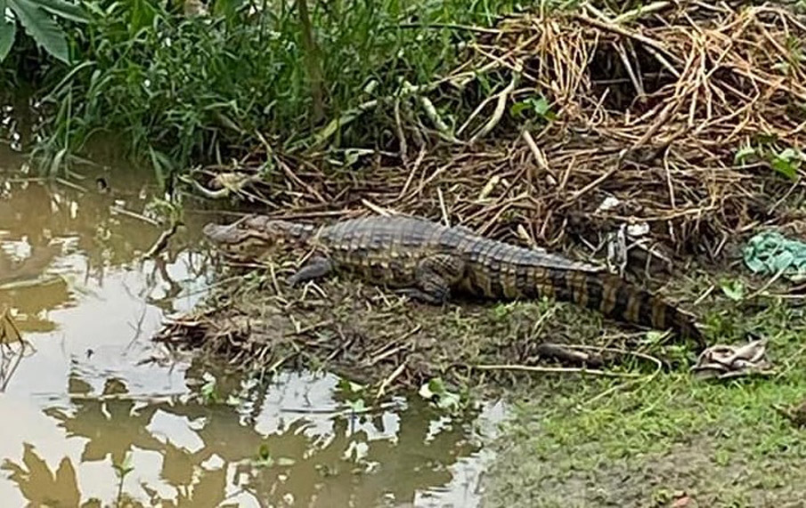 Segundo nota divulgada pela Defesa Civil, existe a possibilidade de ser mais de um jacaré.