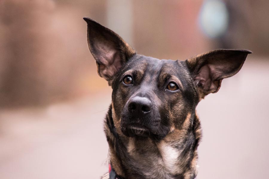 Raiva: o que é e como prevenir