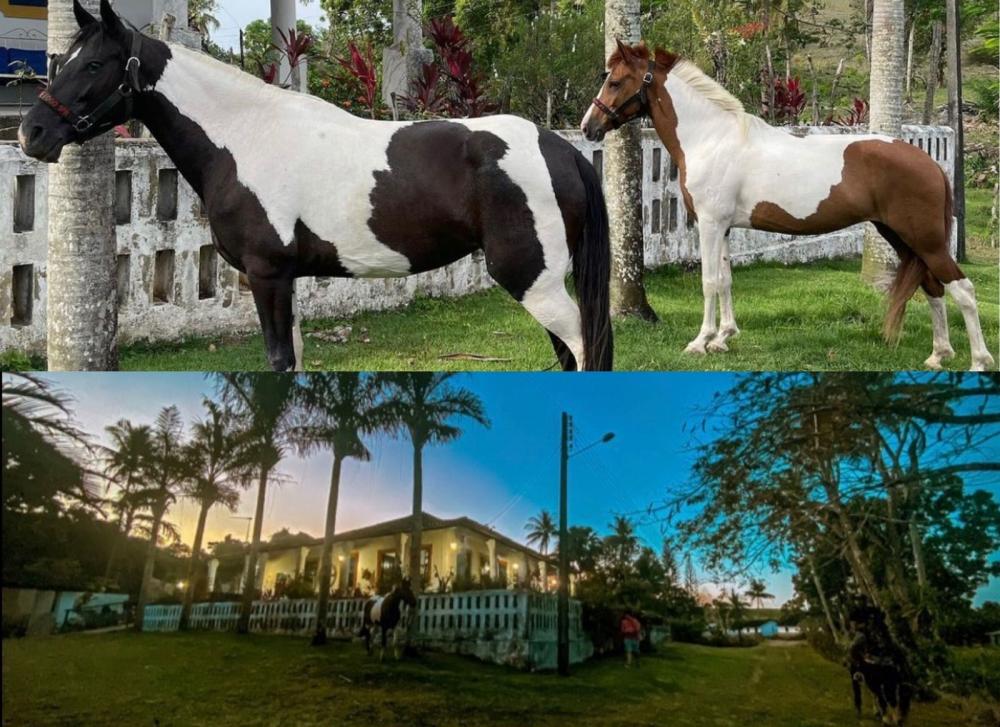 Haras Salgado está localizado no município de Pilar.